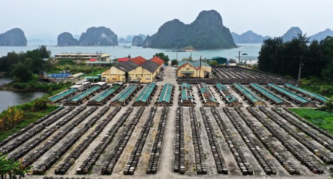 Cơ sở nước mắm truyền thống nằm trải dài bên bờ vịnh Bái Tử Long thuộc địa bàn xã Đông Xá, huyện Vân Đồn (Quảng Ninh) với 4.000 chiếc chum và 13 dãy bể gồm 300 ngăn để ủ cá.