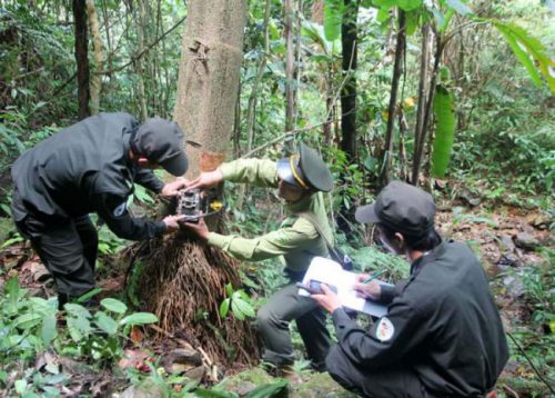 Bảo vệ và kiểm lâm đặt bẫy camera, giám sát đa dạng sinh học ở Khu bảo tồn thiên nhiên Saola. Ảnh: WWF