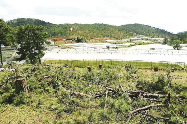 Không chỉ rừng thông ở vùng sâu mới bị tàn phá, ngay tại phường 12, TP Đà Lạt rừng thông cũng bị chặt hạ để sang nhượng trái phép ngay cạnh khu sản xuất.