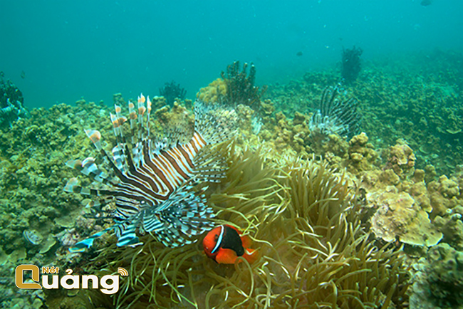 Hệ sinh thái biển Cù Lao Chàm rất đa dạng. Ảnh: Lê Xuân Ái