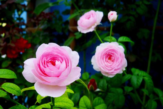Loài Mon Couer là một trong những giống hoa hồng có giá trị nhất trong vườn nhỏ của anh. Có cây được định giá 6 triệu đồng. Ngoài ra, bộ sưu tập còn có loài Amandine Chanel hay hoa hồng cổ Hải Phòng giá trị cao. Hiện tại, một số nhà vườn và các bạn Hưng đề nghị mua cây với giá tương đối cao, nhưng Hưng từ chối vì đây là món quà tinh thần dành cho gia đình.