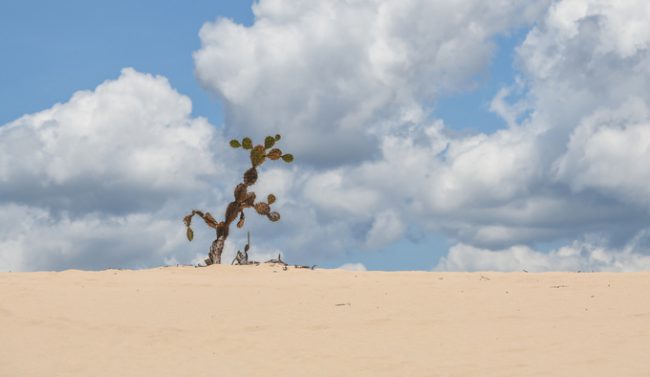 Xương rồng bà là loài thực vật mọc rất nhiều ở bán đảo Phương Mai và Eo Gió. Ngoài biệt danh “tấm bình phong” khổng lồ án ngữ phía biển cho thành phố, nơi này còn được các du khách ví như “sa mạc Sahara thu nhỏ ở Quy Nhơn”.