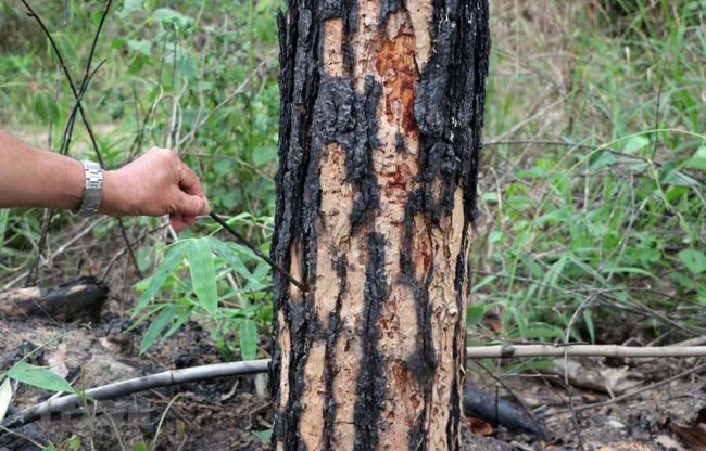 Ở Lâm Hà (Lâm Đồng), 3.000 gốc thông bị khoan lỗ rồi bơm thuốc diệt cỏ để hạ độc. Ảnh: TTXVN