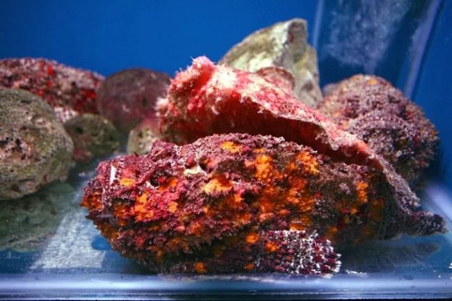 Cá mặt quỷ hay còn gọi là cá đá, có hình thức ngụy trang đặc biệt. Phần gai với hình thù kỳ lạ cũng chứa độc tố mạnh. Tuy nhiên, thịt cá không có độc và là một món đặc sản. 