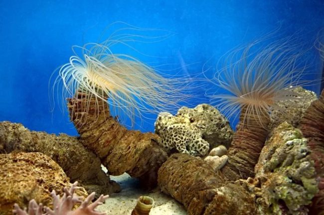 Hải quỳ ống, hay còn được gọi là “cây dừa biển” bắt mồi bằng những chiếc tua râu vươn ra ngoài. Khi gặp nguy hiểm chúng co râu vào trong ống, hoặc trầm mình dưới lớp trầm tích để lẩn trốn.