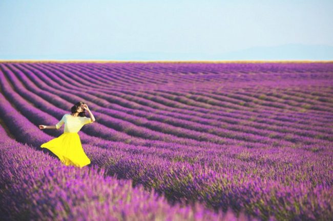 Những cánh đồng hoa oải hương thơm ngát của Provence (Pháp) nở rộ từ khoảng tháng 6 đến tháng 8,tạo ra không gian tuyệt vời, một cảnh tượng thiên nhiên vừa sặc sỡ màu sắc vừa tràn ngập hương thơm.