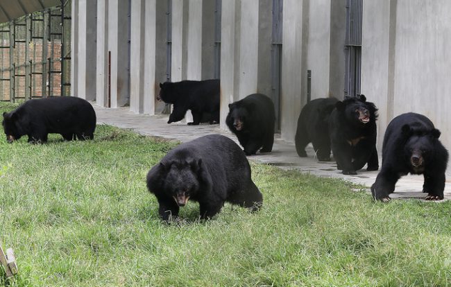 Mỗi nhà gấu rộng 2.500-3.000 m2, là nơi sinh sống của 20 con gấu. Trong môi trường bán hoang dã này, gấu sống thành nhóm nhỏ. Khi một con có biểu hiện không hòa hợp trong nhà mình thì sẽ được tách ra và chuyển sang nhà khác.  Khu bán hoang dã là nơi gấu có thể học lại những tập tính tự nhiên, tự do vui chơi, leo trèo, tìm kiếm thức ăn, vận động tương tác với con gấu khác và nghỉ ngơi tránh mưa nắng trong các nhà kiên cố.