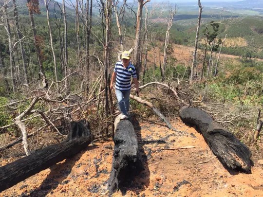 Diện tích rừng ở huyện Mang Yang, tỉnh Gia Lai đang bị lấn chiếm Ảnh: Hoàng Thanh