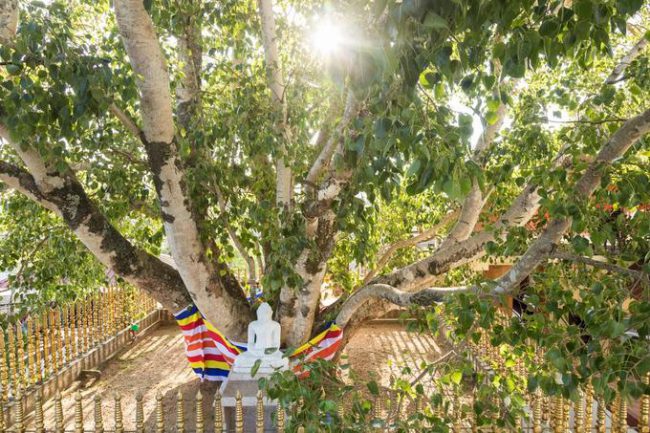 Anuradhapura là thành phố linh thiêng đối với Phật tử khắp nơi trên thế giới và là một trong những kinh đô cổ của Sri Lanka. Tại đây có cây bồ đề (Sri Maha Bodhi) khoảng 2.500 tuổi, nổi tiếng ở thánh tích Mahamegha, thu hút lượng lớn khách du lịch. Truyền thuyết cho rằng Sri Maha Bodhi là một cành chiết từ cây bồ đề gốc tại Ấn Độ, nơi Đức Phật Thích Ca từng ngồi và ngộ đạo bên dưới gốc cây. Ảnh: Alamy.