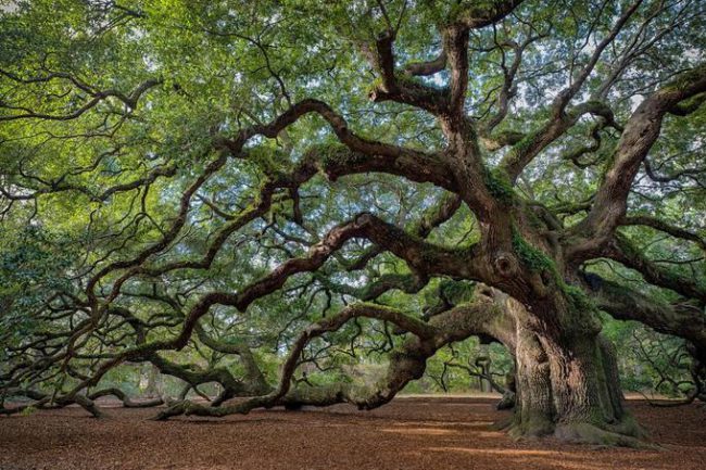 Cây sồi (Angel Oak) hơn 450 tuổi nằm trên đảo Johns, Nam Carolina, Mỹ. Thân cây có đường kính khoảng 8 m, cao 20 m và tán che phủ diện tích rộng đến 1.600 m2. Dù cây ảnh hưởng bởi cơn bão Hugo tàn phá năm 1989, nó vẫn tiếp tục tồn tại và vươn lên mạnh mẽ. Ảnh: Glenn Nagel.