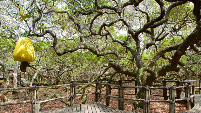 Cây điều (hay đào lộn hột) được trồng ở thị trấn nhỏ ven biển Pirangi do Norte, Brazil là một trong số cây điều lớn nhất đang tồn tại hiện nay. Phần tán cây bao phủ một khu vực rộng lớn tương đương sân bóng đá và cho khoảng 8.000 trái trong mùa quả chín. Ảnh: Wotif.