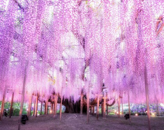Cây tử đằng gần 150 tuổi ở hoa viên Ashikaga, tỉnh Tochigi, Nhật. Tán cây phủ diện tích lên tới 1.000 m2. Hoa tử đằng (còn gọi là fuji) có nhiều sắc độ, từ xanh dương, hồng đến trắng, vàng, phổ biến nhất là màu tím. Công viên Ashikaga còn có khoảng 350 gốc dây leo hoa tử đằng tạo nên “đường hầm hoa” ấn tượng với khách tham quan. Ảnh: Japan Forward.