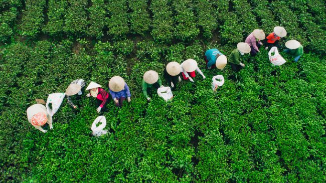 Thái Nguyên là vùng trồng chè lớn thứ hai tại Việt Nam, với diện tích lên tới 20.000 ha và chia làm chín vùng chính. Các sản phẩm trà tại đây chủ yếu sản xuất bằng phương pháp thủ công, theo quy mô hộ gia đình.