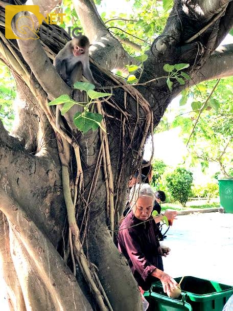 Thùng rác, gốc cây, người đàn bà dọn rác và con khỉ đến tuổi trưởng thành đang rình rập xem có thứ gì có thể lôi lên cây được không, bất chấp du khách  chung quanh.