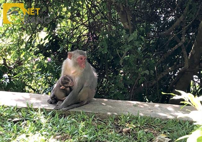 Khỉ mẹ địu con thoải mái đứng trước mặt du khách không có vẻ gì là lo lắng. Trông chúng dạn dĩ không kém gì khỉ nuôi ở đảo khỉ Cần Giờ, TP. HCM.