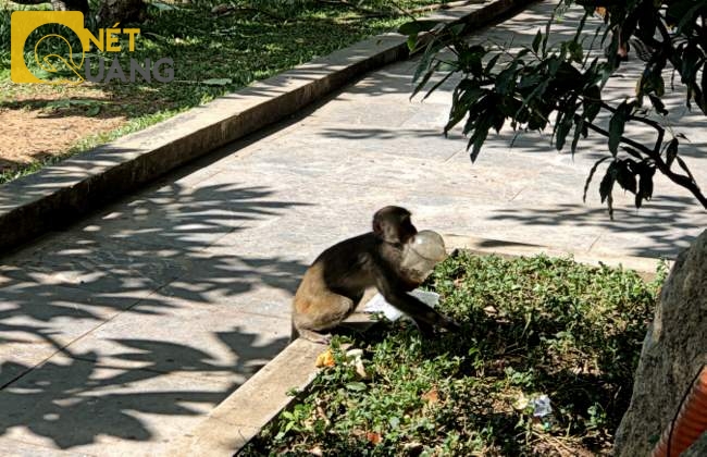Bầy khỉ rừng đã rất dạn người trong một thời gian ngắn. Con khỉ này sẵn sàng chộp ngay ly nước nhựa “take a way” của du khách. Một điều hoàn toàn xa lạ với lối sống trước đây của chúng.