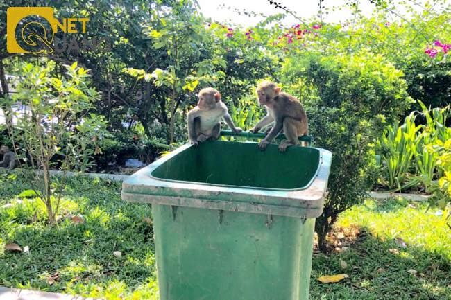 Người ta thực sự sốc khi thấy những con khỉ con lao vào thùng đựng rác chuyên dụng để kiếm ăn như chỗ không người.