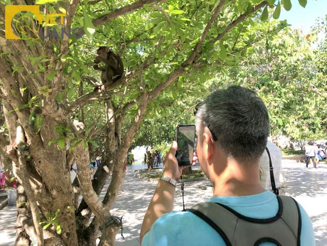 Du khách luôn thích thú khi gặp khỉ, mà không biết mối nguy đang rình rập. Chúng có thể cướp điện thoại, mắt kính, đồ ăn và trong nhiều trường hợp, đã cắn, làm bị thương du khách, đặc biệt là trẻ con.