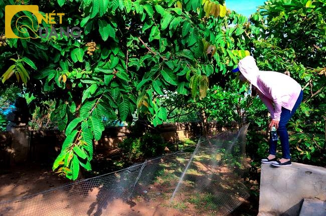 Nhà chùa đã rào tạm lối đi xuống trước tượng Quan Thế Âm, nơi đàn khỉ hay tụ tập tìm đồ ăn. Nhưng việc rào này xem ra chỉ có… tính minh họa.