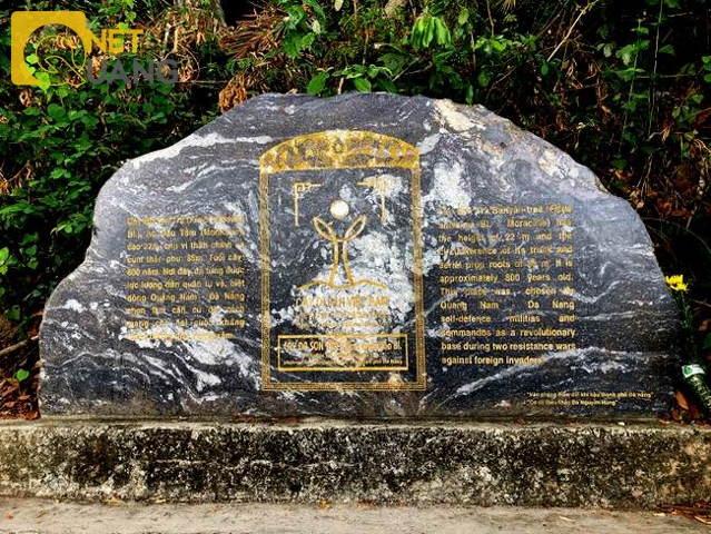 Tấm bảng cây di sản được đặt trước gốc đa, ngay cạnh lối đi, từ năm 2014.