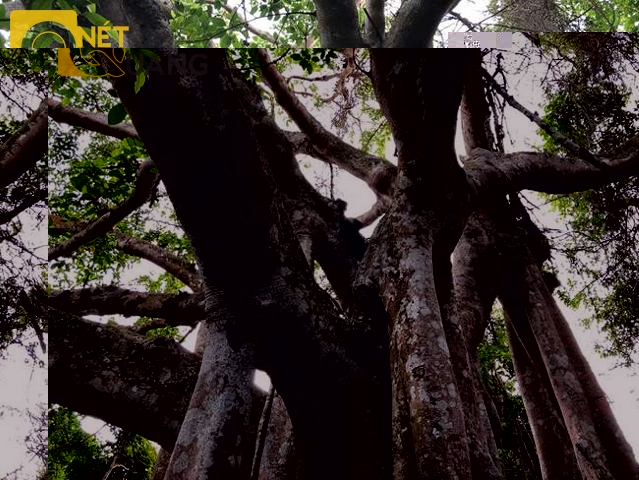 Nếu chỉ nhìn thoáng qua, khó mà phân biệt đâu là thân, đâu là rễ phụ của cây đã phát triển to lớn như thân cây, tạo thế vững chắc cho cây đa.