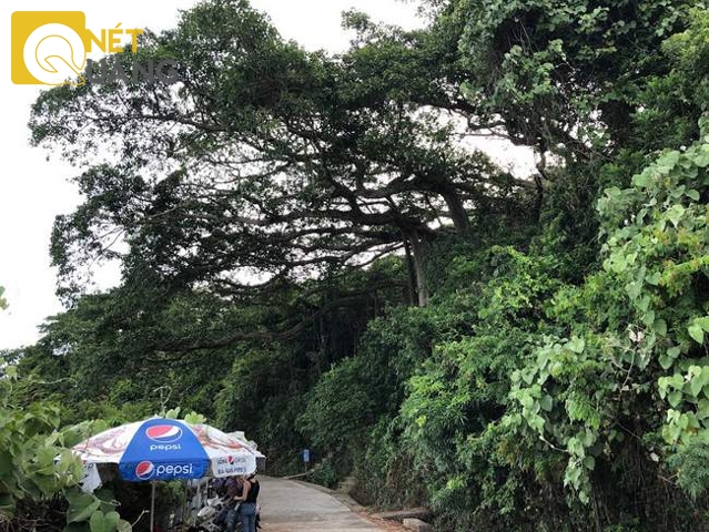 Cảm nhận bằng mắt thường, may quá, cây đa chưa bị nghiêng, dù tán vẫn đang hướng ra biển. Khung cảnh hoang dã ngày nào giờ đã có ô dù hàng quán chen lấn vào màu của rừng xanh.