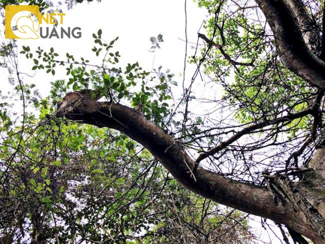 Tán lá trên ngọn đã thưa, xơ xác hơn trước. Đã có một cành cây to cụt ngọn không biết từ lúc nào.