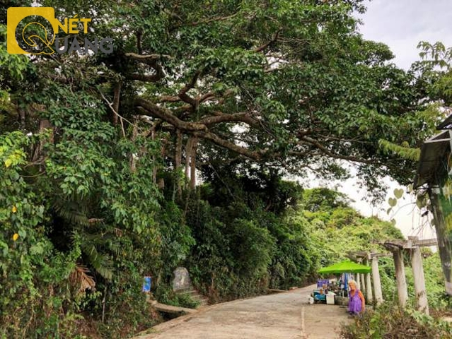 Trước đây, để cứu cây đa cổ thụ khỏi nguy cơ gãy đổ trong mùa mưa bão, hạn chế việc chết rễ do đâm xuống mặt đường bê – tông, các cơ quan hữu quan đã tìm cách vén những rễ mới mọc về phía ta – luy âm giúp rễ phát triển tốt, tạo thêm các thân nâng đỡ cả cây. Thế mới hay, làm một con đường bê – tông kè sát gốc cây không phải là hay!