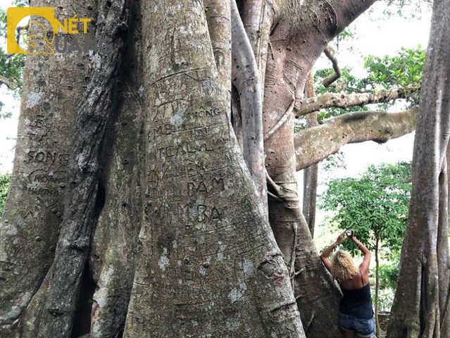 Theo ước tính, từ đầu năm 2017 đến nay có khoảng trên dưới 100.000 lượt khách tới tham quan, chiêm ngưỡng cây đa gần ngàn năm tuổi. Đồng thời, cây đa phải chịu đựng sự kém ý thức của một bộ phận khách tham quan, nhất là giới trẻ. Họ thoải mái dùng vật sắc nhọn để khắc tên tuổi, tâm tư tình cảm… của mình lên thân cây trông rất phản cảm.