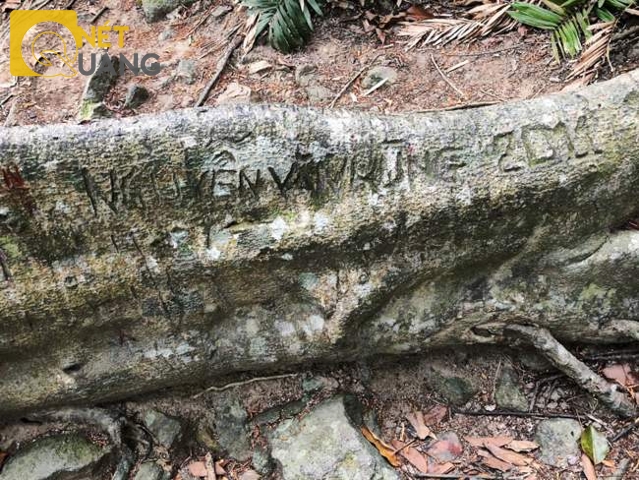 Thậm chí rễ cây nằm sát đất cũng không thoát khỏi sự vô ý thức của khách tham quan. Như thông tin khắc trên rễ, thì cây đa đã chịu vết thương này 8 năm chưa lành!