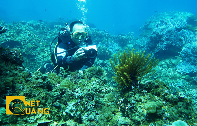 Việc bảo tồn san hô, hệ sinh thái biển luôn được các chuyên gia kiểm tra thường xuyên để có những đánh giá kịp thời, chính xác.