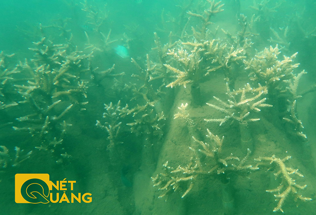 Khu vực biển trước Bãi Hương bị tác động tiêu cực nhiều do ca nô hoạt động du lịch. Do đó việc trồng lại san hô thay thế ở đây rất được chú trọng và đang có những kết quả hết sức khả quan.