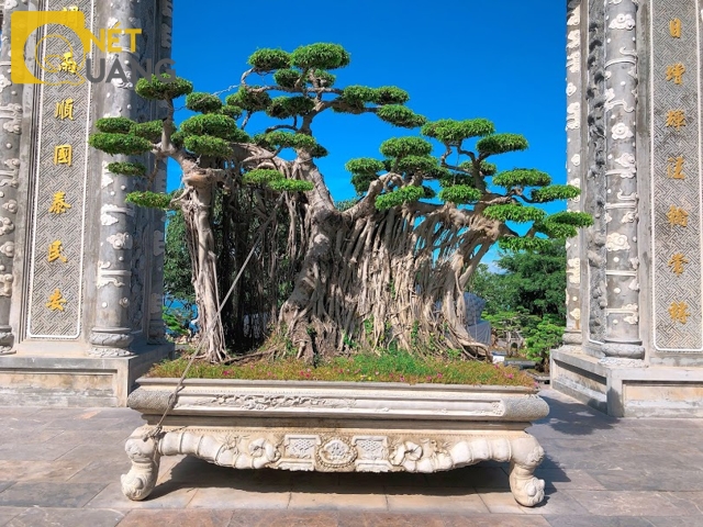 Một chậu cây cảnh khác đặt trước mặt tiền vào tháp Xá lợi.