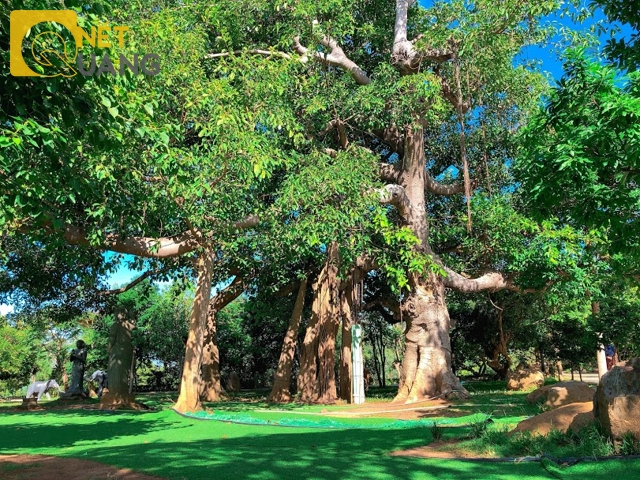 Chùa nằm ven rừng, nên trong quá trình xây dựng, còn lưu giữ lại nhiều cây rừng cổ thụ dáng đẹp.