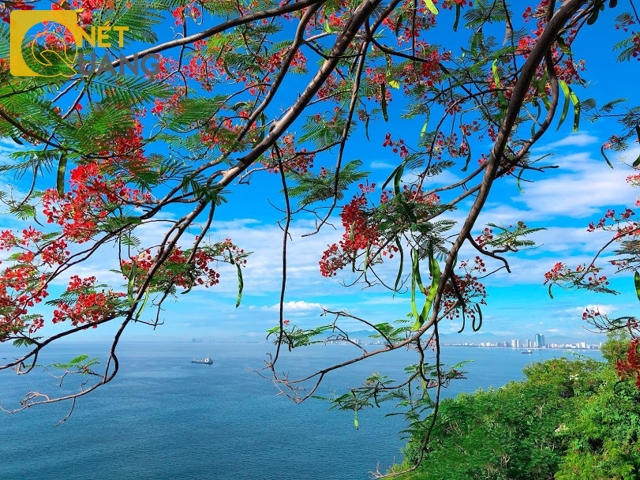 View trước bãi giữ xe của chùa cũng đẹp không kém. Đã tháng 8, mà phượng vẫn còn đỏ thắm trên cành làm xuyến xao du khách.