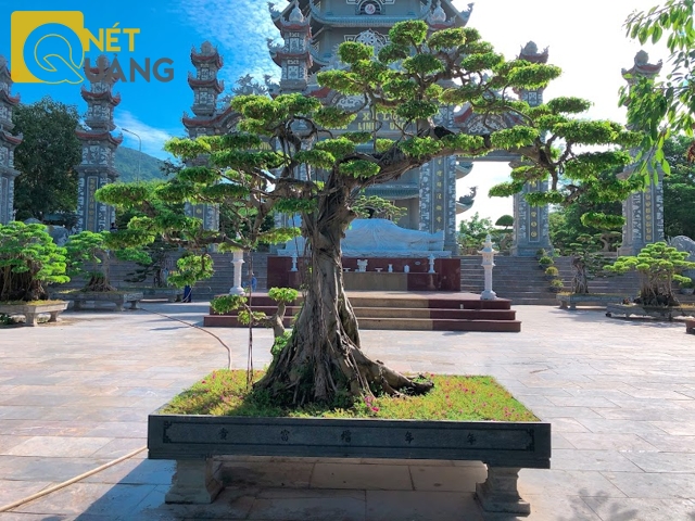 Những chậu bonsai lớn với các thế uốn lượn rất cầu kỳ, công phu.