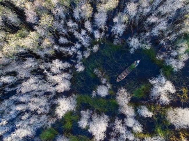 Anh Phạm Huy Trung (TP.HCM) đã dành nhiều năm đi từ Nam ra Bắc ghi lại phong cảnh Việt Nam. Anh là nhiếp ảnh gia Việt Nam hiện giữ kỷ lục về số lượng ảnh được xuất bản trên các chuyên mục, ấn phẩm ảnh của National Geographic (Mỹ) với 34 tác phẩm. Bức ảnh Giữa rừng tràm chụp người phụ nữ ngồi thuyền hái năng tại Đồng Tháp mùa nước nổi. Tác phẩm được chọn đăng hôm 14/9/2018 trên mục Daily Dozen, nơi tổng hợp 12 bức ảnh đẹp nhất trong ngày của các thành viên thuộc cộng đồng NatGeo Yourshot. “Đây là tác phẩm giúp tôi gặt hái nhiều thành công trên con đường nhiếp ảnh chuyên nghiệp”, anh Trung nói.