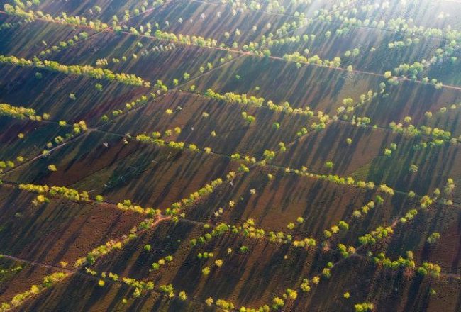 Nắng sớm trên đồi chè ở Pleiku, Gia Lai.