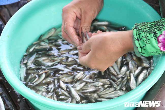 Theo ghi nhân, đặc sản cá linh năm này không còn dồi dào như trước. Tuy nhiên, nhờ được giá nên người dân cũng có thu nhập khá từ việc khai thác loài cá này.