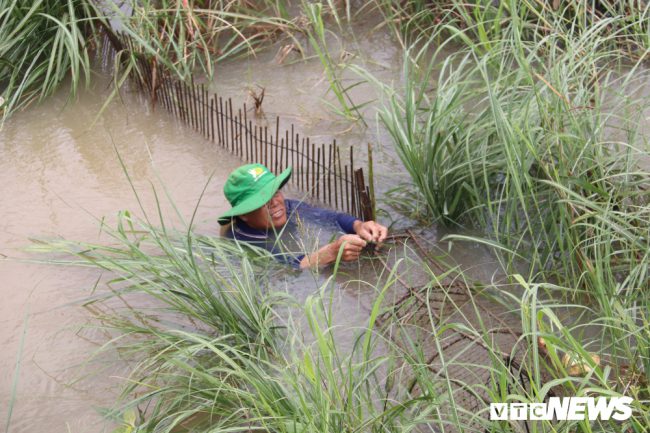 Đi dọc các tuyến đường của xã Thường Thới Hậu A và xã Thường Thới Hậu B, đâu đâu cũng thấy tất bật các hoạt động mưu sinh nhờ con nước mùa lũ. Dù lượng cá, tôm bắt được không nhiều như năm ngoái nhưng ai cũng vui hẳn lên. 