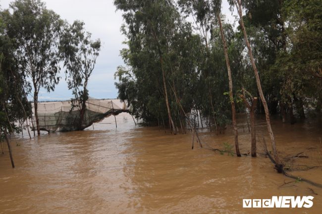 Thời điểm này, những cánh đồng “rốn lũ” các xã Nhơn Hội, Phú Hữu, huyện An Phú, tỉnh An Giang cũng tràn đầy nước. 