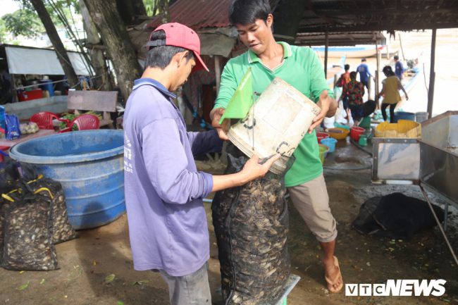 Bà Nguyễn Thị Tuyết, chủ một vựa thu mua cua đồng (một trong những đặc sản mùa nước nổi) cho biết, kể từ khi nước lũ về, mỗi ngày tổng cộng bà thu mua hàng tấn cua. 