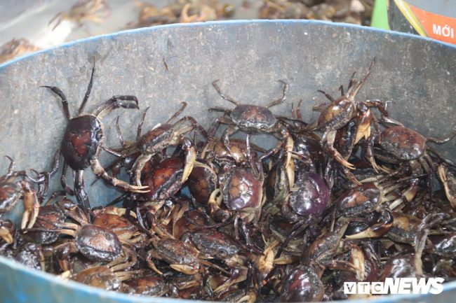  Số cua này được thương lái đến thu gom và phân phối các chợ trong vùng và tận Bình Dương, TP.HCM. 