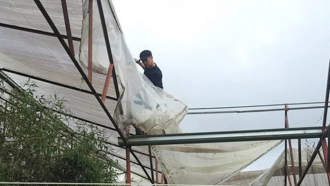 Ông Nguyễn Thanh Tân, người tiên phong tháo dỡ bỏ nhà kính để làm nông nghiệp thuận tự nhiên