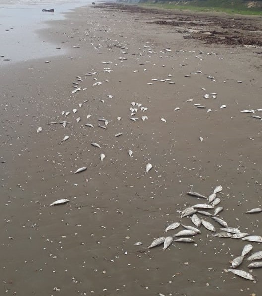Hàng tấn cá biển chết dạt vào bờ biển xã Thịnh Lộc, huyện Lộc Hà.