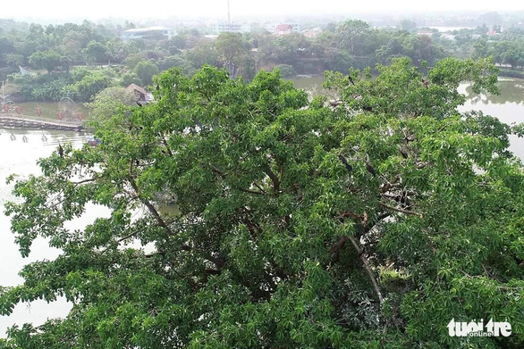 Đàn chim cổ rắn quý hiếm trong khu du lịch Bửu Long (TP Biên Hòa, Đồng Nai) - Ảnh: B.A.