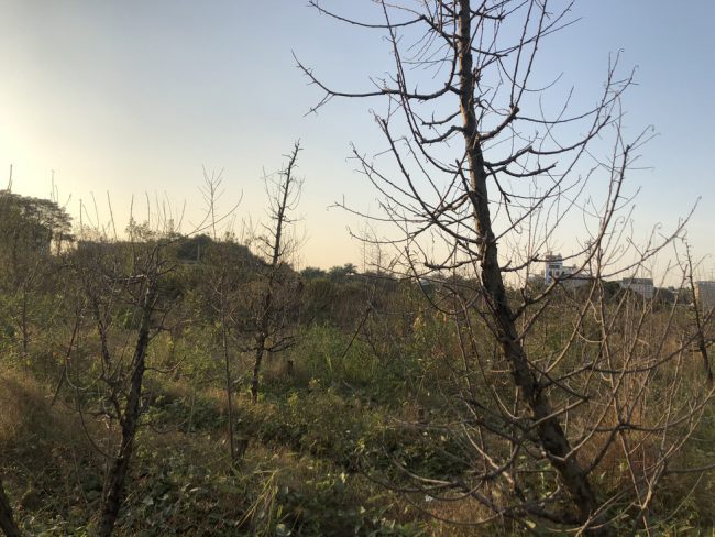 Cả một vườn đào thế chết khô - Ảnh: Q. TH.