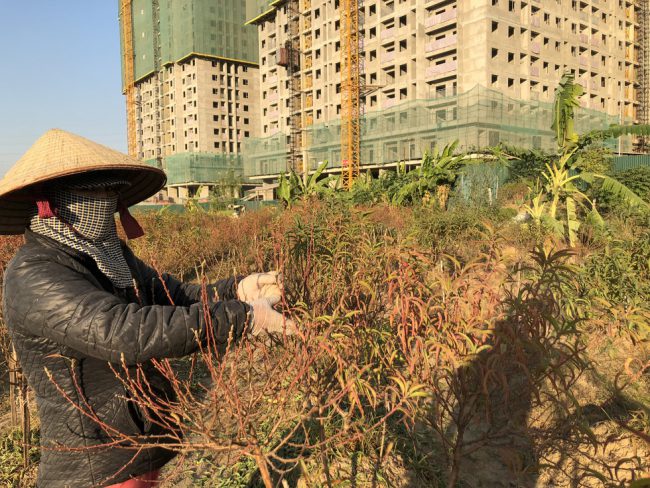 Một gia đình tuốt những cây còn sống sót lại bên diện tích đào chết khô - Ảnh: Q. TH.