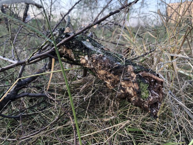 Đào thế thành... củi - Ảnh: Q. TH.