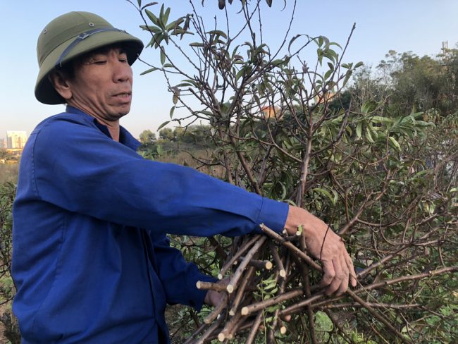 Bị ngập úng nhiều diện tích đào không thể lên khiến người dân phải chặt bỏ - Ảnh: Q. TH.